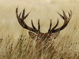 Exciting New Treatment For Lyme Patients!